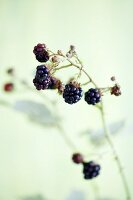 Blackberries on stalk