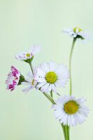 A daisy (close-up)