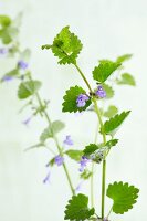 Flowering ground ivy