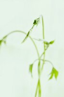 A sprig of young hops