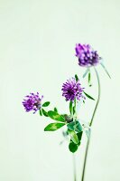 Flowering red clover