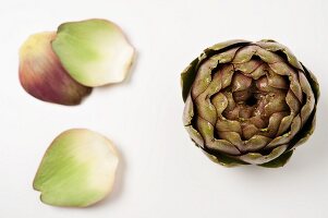 An artichoke and leaves