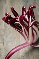 Radicchio di Treviso auf Holztisch