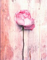 Rosafarbene Rose auf Holzuntergrund liegend