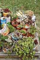Succulents planted in tin cans on old wooden table