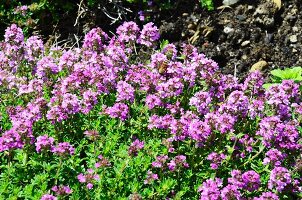 Flowering lemon thyme