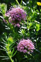 Flowering caucasian crosswort (phuopsis stylosa)