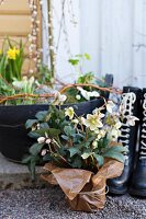 Potted hellebore loosely wrapped in brown paper on gravel floor in front of wellingtons and spring planter