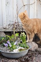 Frühlingsgesteck in Aluschüssel und Katze auf Kiesfläche vor Holzhaus
