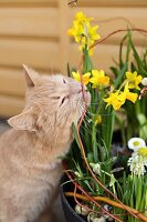 Cat inspecting spring arrangement of narcissus