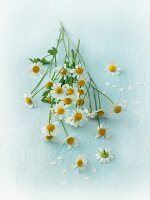 Fresh camomile flowers