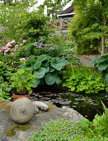 Pond in summer garden