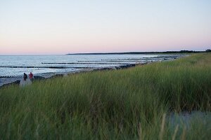 Buhnen als Wellenbrecher am Strand von Ahrenshoop an der Ostsee