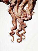 Octopus (detail)