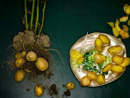Gefüllte Kartoffelchips auf Sahnewirsing
