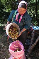 Frau schüttet frisch gepflückte Kaffeebohnen in einen Sack (Thailand)