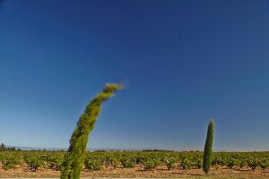 Pine tree bending in the wind at the Beaucastel vineyard in the Appellation Chateauneuf-du-Pape, France