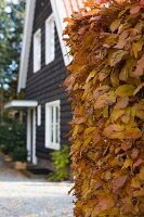 Hebstliche Hecke, im Hintergrund dunkles Holzhaus mit weissen Fensterrahmen