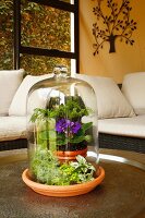 Miniature garden under glass cover on table in living area