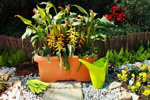 Zantedeschias, Lachenalias & creeping fig in window box