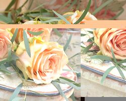 Apricot roses and eucalyptus branches