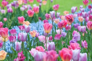 Bed of mixed pastel tulips (Keukenhof, Netherlands)