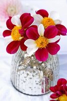 Red and white dahlias in mercury glass vase