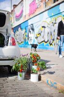 Potted tomato plants next to car next to curb