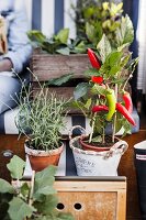 Potted chili pepper and lavender on footstool of beach chair