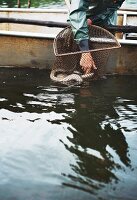 Freshwater fisherman Wolfgang Richter catching eels at Lake Neuendorf (Spreewald, Germany)