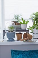 Pots of kitchen herbs on a window sill