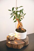 Bonsai tree in bowl and tealight holder on slice of tree trunk