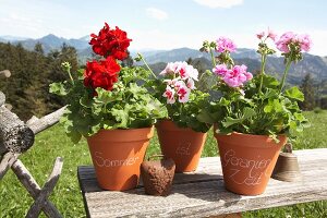 Geraniums in labelled terracotta pots on wooden board outside with Alpine landscape in background