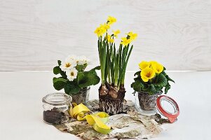 Preserving jars used as decorative pots for flowering spring plants