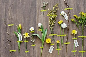 Arrangement of various spring flowers labelled and fixed to wall with washi tape