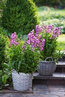 Penstemon 'Purple passion' planted in baskets