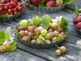 Freshly picked gooseberries in flan tin
