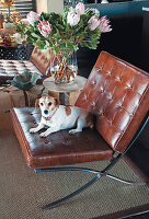 Brauner Ledersessel mit Hund und Blumenvase