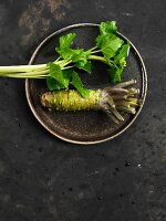 Fresh wasabi plant