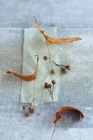 Dried autumnal material: lime leaves with fruits