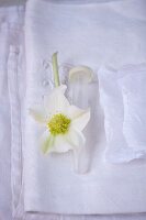 Christrosenblüte auf weißem Tischtuch
