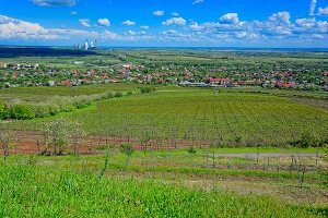 The famous Hungarian Welschriesling winegrowing region of Abasár