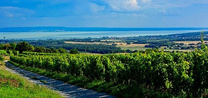 Weinbaugebiet Balatonfüred - Csopak mit Blick auf Plattensee, Ungarn