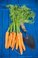 Organic carrots with a trowel