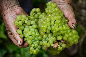 Pinot blanc grape harvest at the Franzen vineyard, Bremm, Rhineland Palatinate, Germany