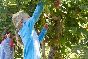 A little girl picking apples from a tree