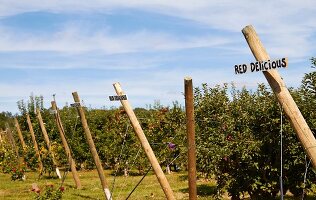 Red Delicious apple trees in an orchard