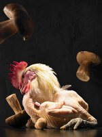 Delikatessen aus Frankreich: Blesse-Huhn mit Steinpilzen