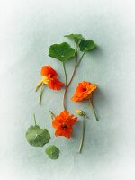 Flowering nasturtiums