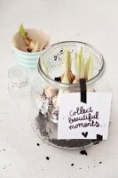 Flower bulbs planted in storage jar with motto written on label